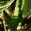 Florida Grasshopper
