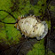 Wild Olive tortoise leaf beetle (pupa)