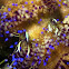 Sea Urchin Commensal Shrimp