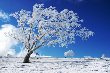 Free Download Best Winter Wallpapers APK