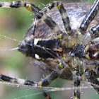 european garden spider female