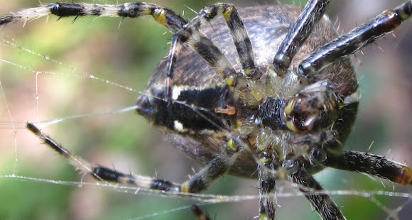 European Garden Spider Female Project Noah