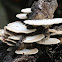 White Shelf Fungus