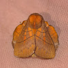 Lapped Moth