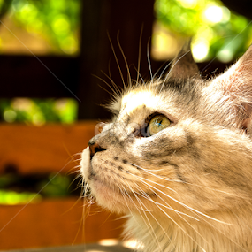 A glance by Luana Racan - Animals - Cats Portraits