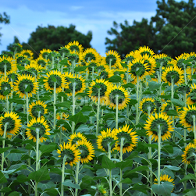 Who Goes there? by Akash Kumar - Novices Only Flowers & Plants
