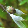 Green-brown stink bug