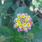 YELLOW & PINK LANTANA