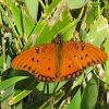 Gulf Fritillary