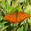 Gulf Fritillary