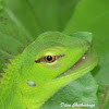 Juvenile of Green Forest Lizard