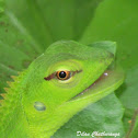 Juvenile of Green Forest Lizard