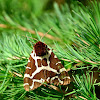 Garden tiger moth