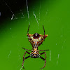 Arrow-shaped spider (immature)