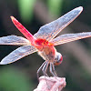 Orange-winged Dropwing