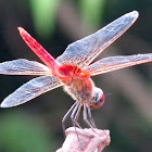 Orange-winged Dropwing
