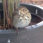 Hermit Thrush