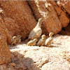 Sand Partridge