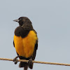 Yellow-Rumped Marshbird