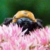 Eastern carpenter bee