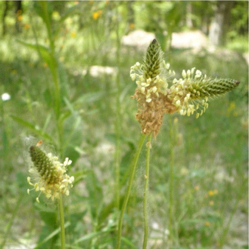 Plantago lanceolata