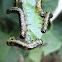 Sawfly Larvae