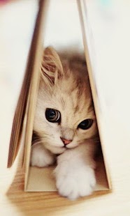 How to install Cats wallpaper 1.0 unlimited apk for android