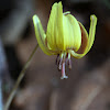 Dimpled Trout Lily