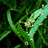 Homaloclaudio. Centipede Plant