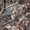 White-throated sparrow