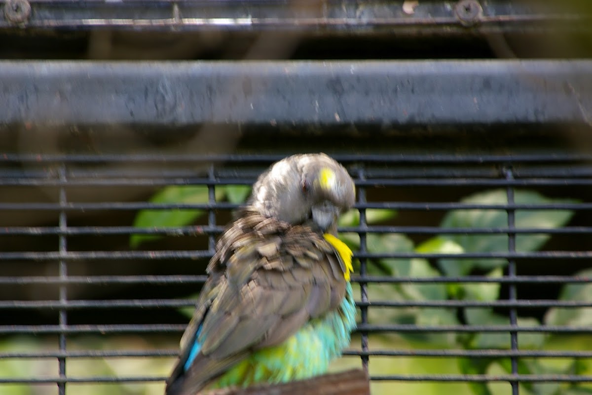 Meyer's Parrot