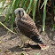 American Kestrel