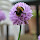 Bee Saved - UK