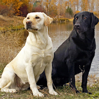 Labrador Retrievers Wallpapers APK Icon