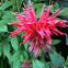 Bee Balm