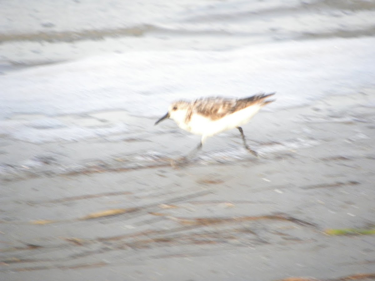 Least Sandpiper