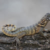 Curly Tailed Lizard