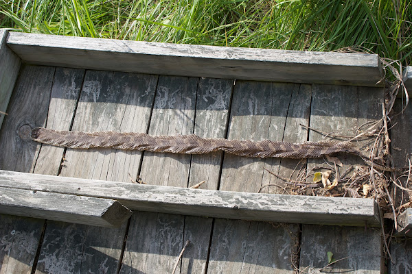 Eastern Hog-nosed Snake (shed) | Project Noah