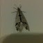 spotted-winged antlion