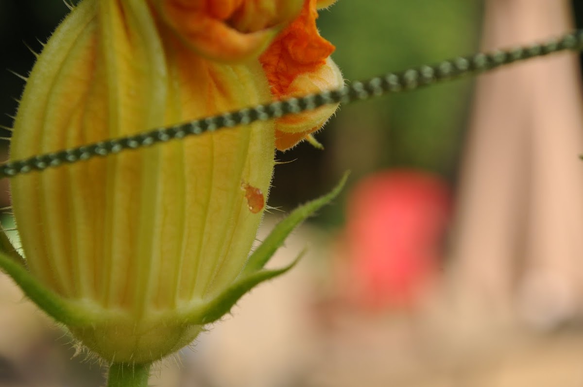Sugar Pumpkin Flower