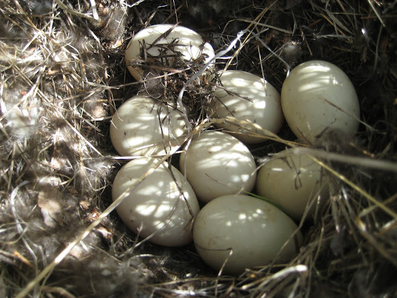 grouse eggs | Project Noah