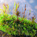 Moss (Funaria hygrometrica)