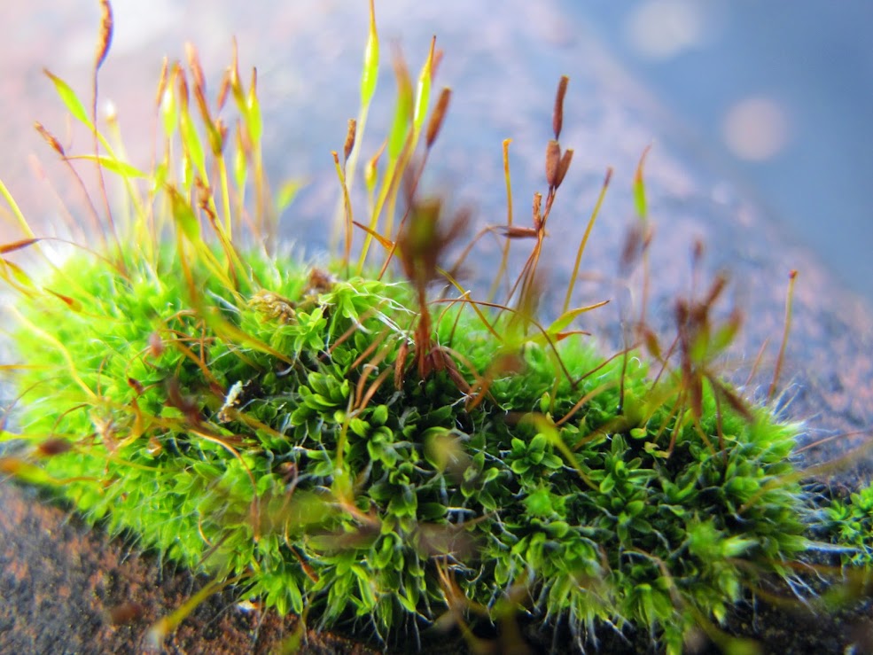 Moss (Funaria hygrometrica) | Project Noah