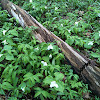 Large flowered Trillium