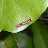 Unkown caterpillar
