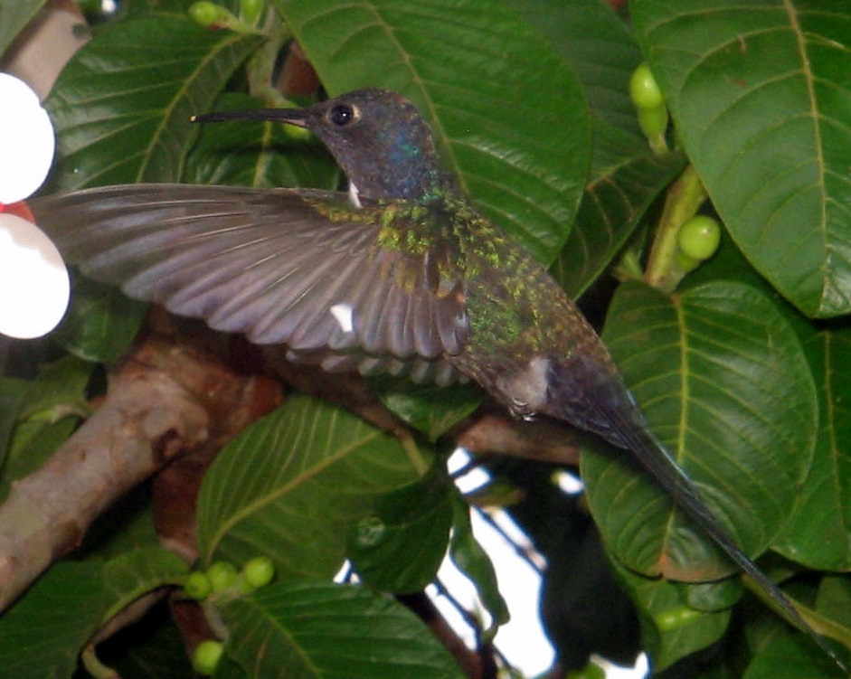 Beija-Flor Tesoura - Swallow-tailed Hummingbird