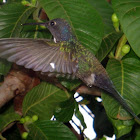 Beija-Flor Tesoura - Swallow-tailed Hummingbird