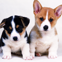 Dogs Wallpapers logo