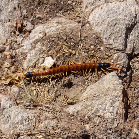 Arizona giant centipede, giant redheaded centipede | Project Noah