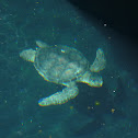 Green sea Turtle
